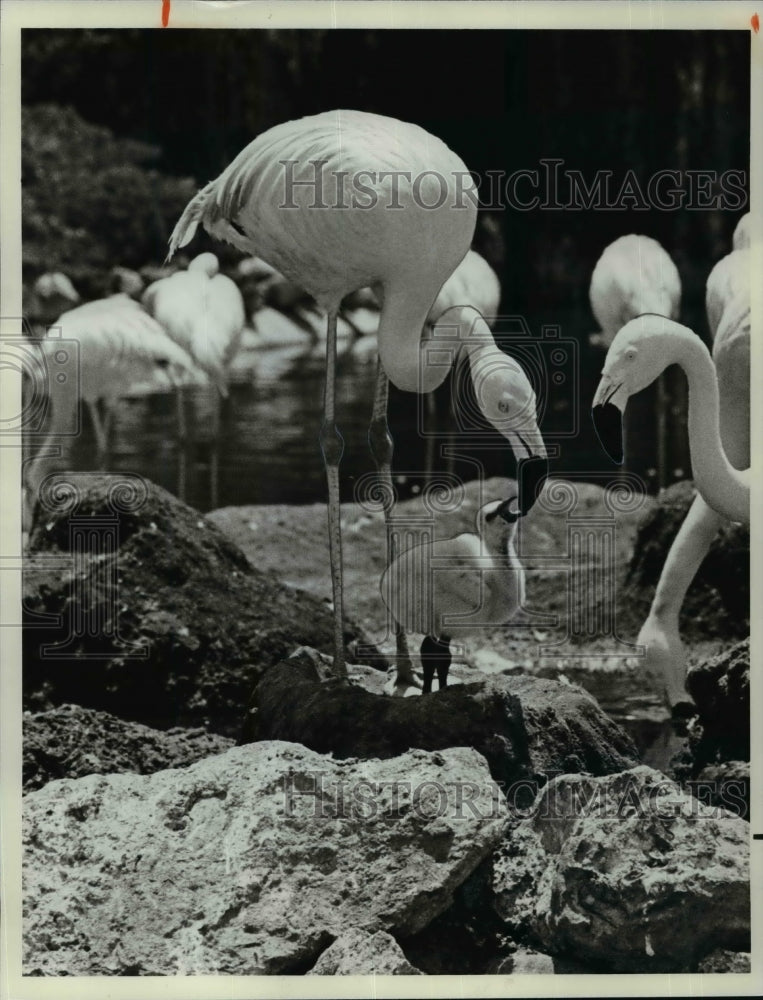 1981 Press Photo Flamingos - cvb36092 - Historic Images