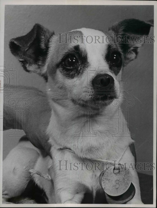 1966 Press Photo Chihuahuas - cvb36217 - Historic Images