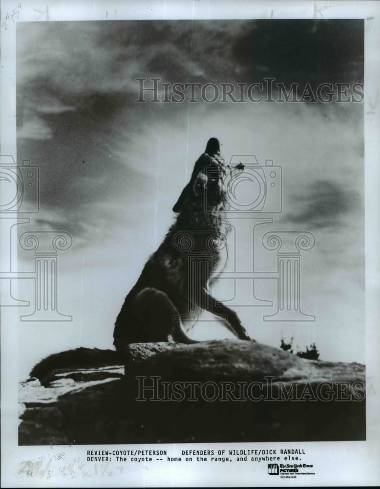 1985 Press Photo Animals, Coyote - cvb36241 - Historic Images