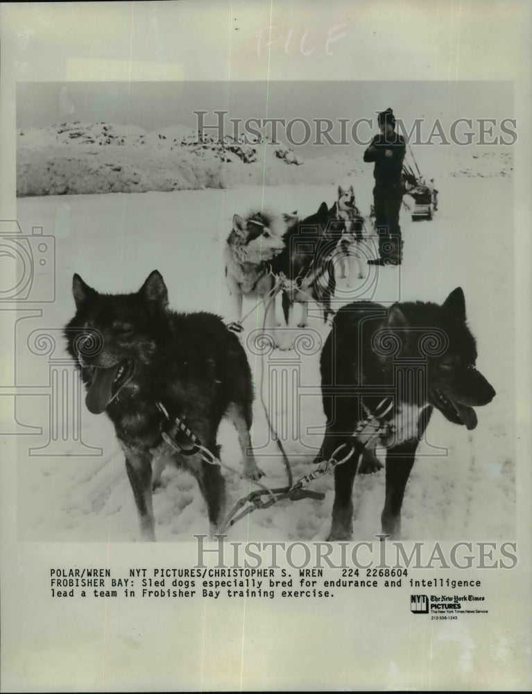 1986 Press Photo Animals, Dogs, Sled Dogs, lead a team in Frobisher Bay - Historic Images