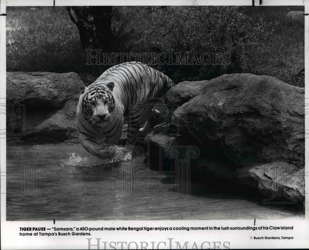 1990 Press Photo Bengal Tigers - cvb36973 - Historic Images