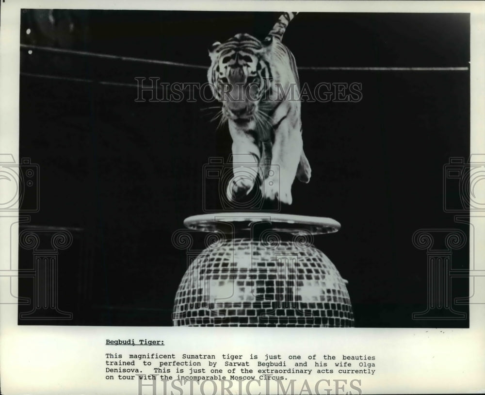 1990 Press Photo Begbudi Tiger performing at the Moscow Circus - cvb37076 - Historic Images