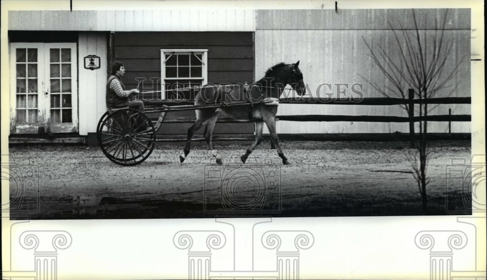 1983 Press Photo Hackney breed horse pulls man - cvb37409 - Historic Images