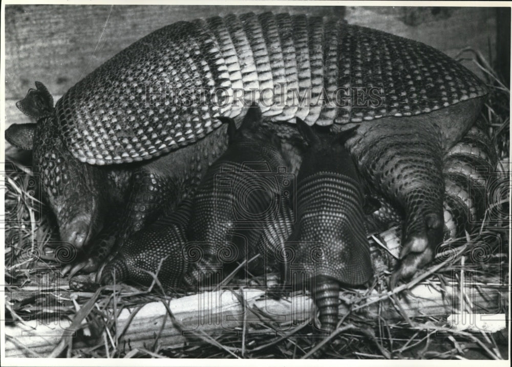 1992 Press Photo Armadillo with her Four New-born Armadillos - cvb38124 - Historic Images