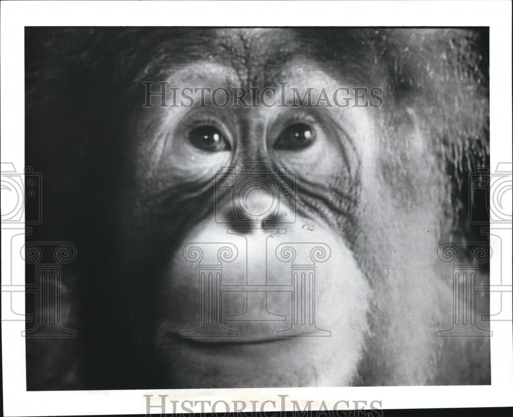 1990 Press Photo A chimp at Cleveland Metroparks Zoo - cvb38148 - Historic Images