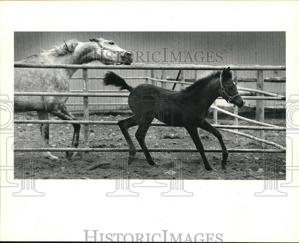 1984 Press Photo Toby,the Arabian orphan colt chased by the other Mares and colt - Historic Images