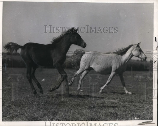 1945, Beautiful Filly & her Dam, Walter Ross' Breeding Program - Historic Images