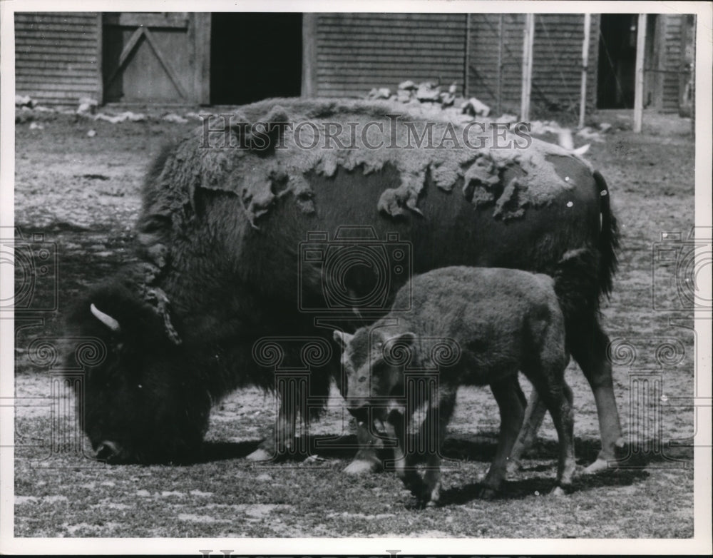 1964 Animals-Brookside Zoo-Cleveland-Historic Images