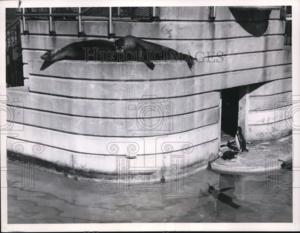 1962 Press Photo Parks &amp; Playgrounds - Brookside Zoo - cvb38312 - Historic Images