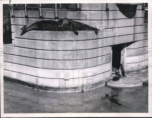 1962 Press Photo Parks & Playgrounds - Brookside Zoo - cvb38312 - Historic Images