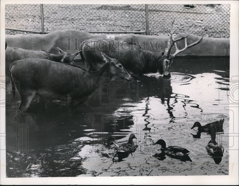 1964, Sharing a pool of cool water at the Cleveland Zoo - cvb38381 - Historic Images