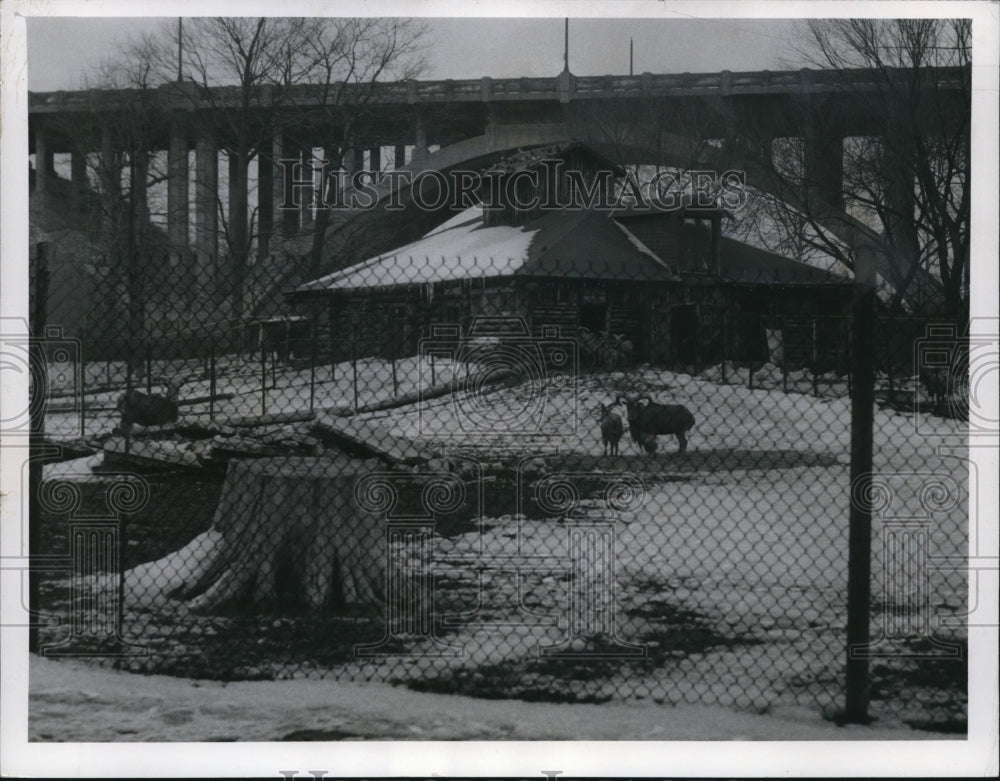 1960, Best and worst parts of the late blooming Cleveland Zoo - Historic Images