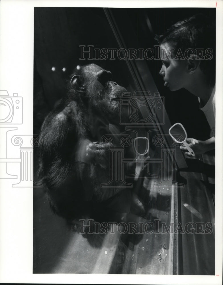 1993 Press Photo Animals, monkeys, Chimpanzee - cvb38460 - Historic Images