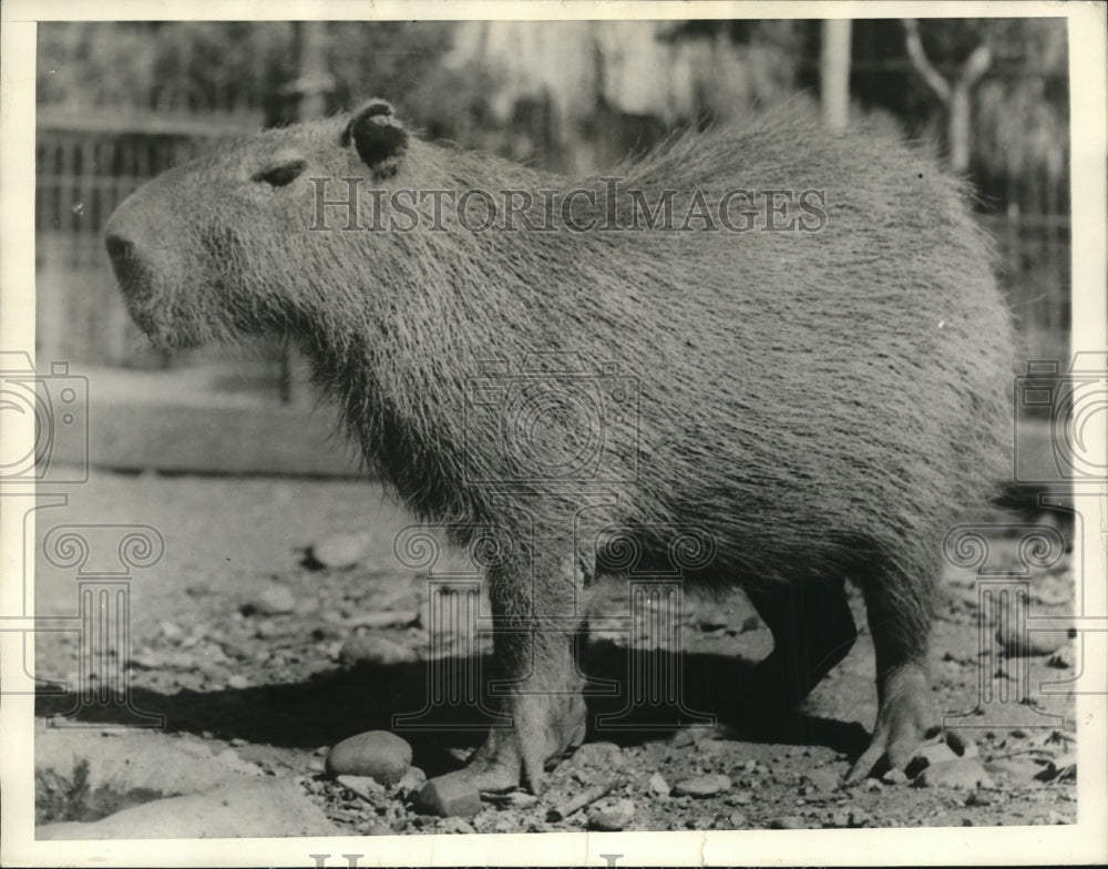 1936, Central American Water Rat- World&#39;s Largest Rodent - cvb38819 - Historic Images