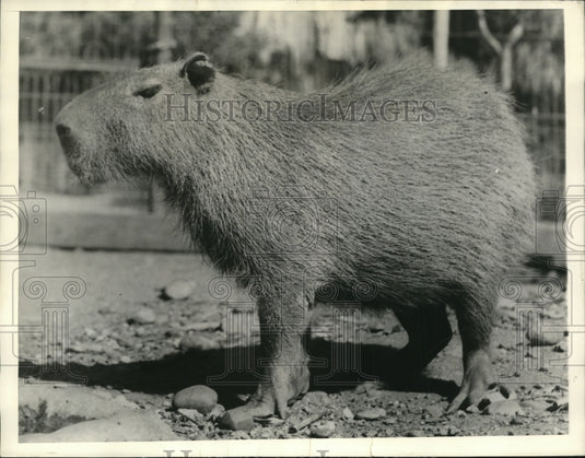 1936, Central American Water Rat- World's Largest Rodent - cvb38819 - Historic Images