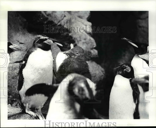 1985 Press Photo Baby King Penguins at Cleveland Metroparks Zoo - cvb40701 - Historic Images