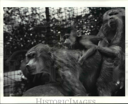 1988 Press Photo Hamadryas baboon monkeys-Cleveland Metroparks Zoo - cvb42997 - Historic Images
