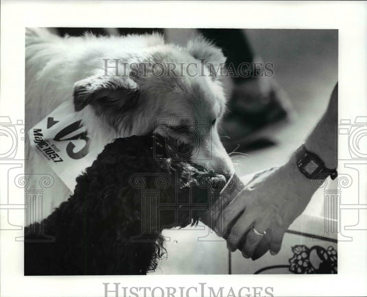 1991 Press Photo Strongsville dogs Micki and Pepper-5K Critters Race - cvb55271 - Historic Images