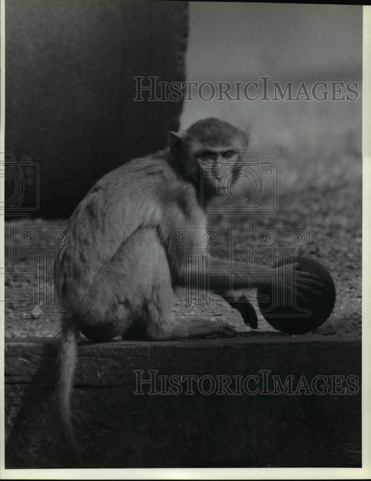 1989 Press Photo A rhesus monkey at the Yerkes Primate Research Center - Historic Images