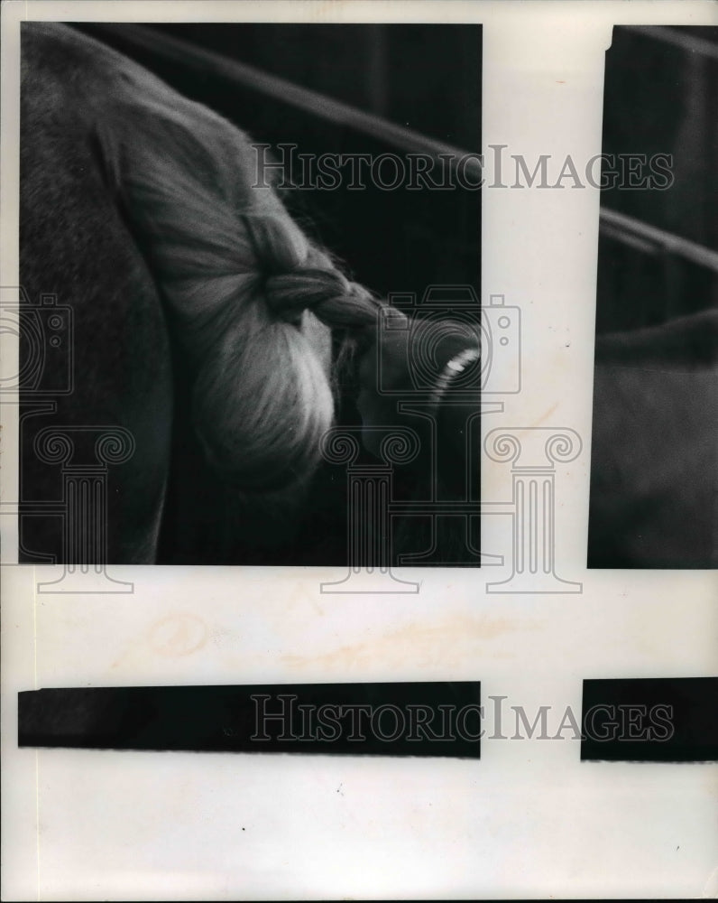 1972 Press Photo Cuyahoga County Fair-horse tail - cvb56675 - Historic Images