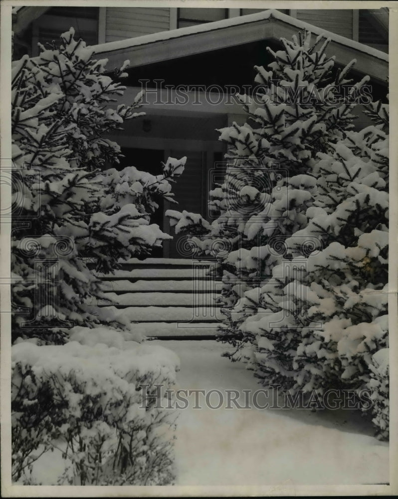 1943, Trees covered with snow because of cold, winter weather - Historic Images