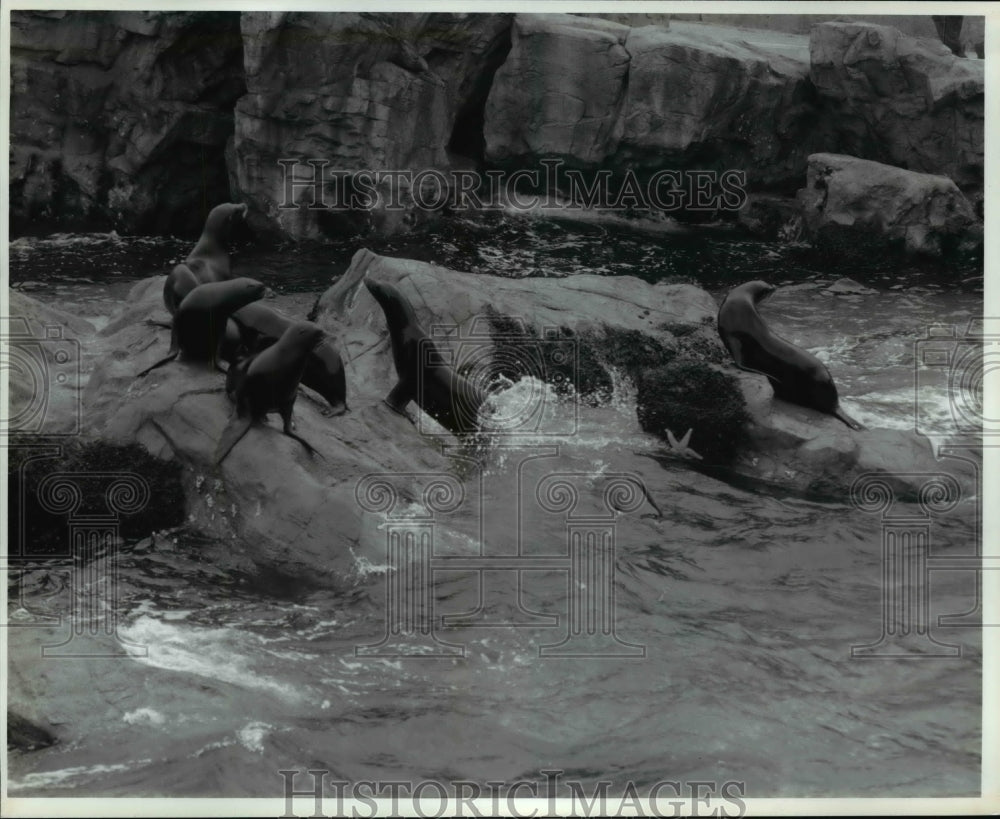 1996 Press Photo &quot;Pacific Point Preserve&quot; fast flipper California sea lions - Historic Images