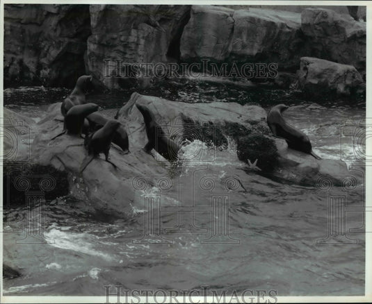 1996 Press Photo "Pacific Point Preserve" fast flipper California sea lions - Historic Images
