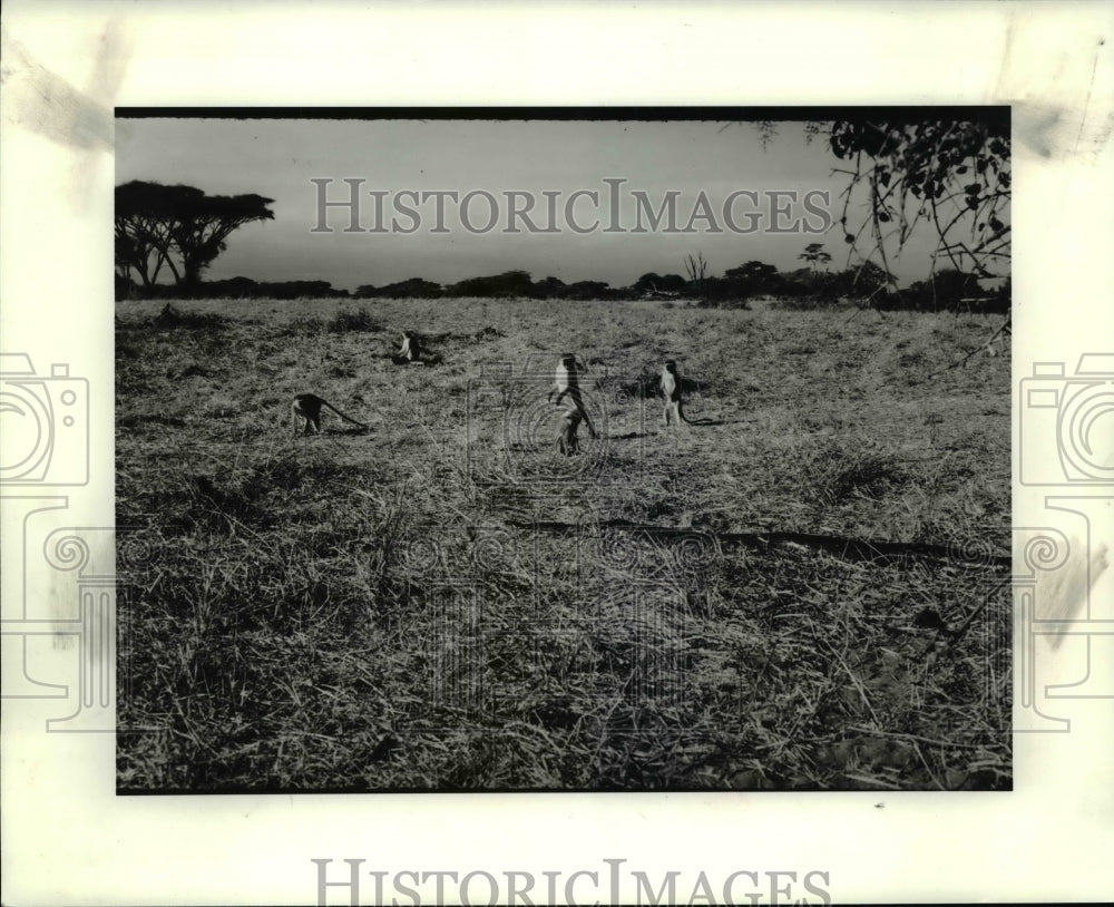 1985 Press Photo Monkey, Apes - cvb56818 - Historic Images