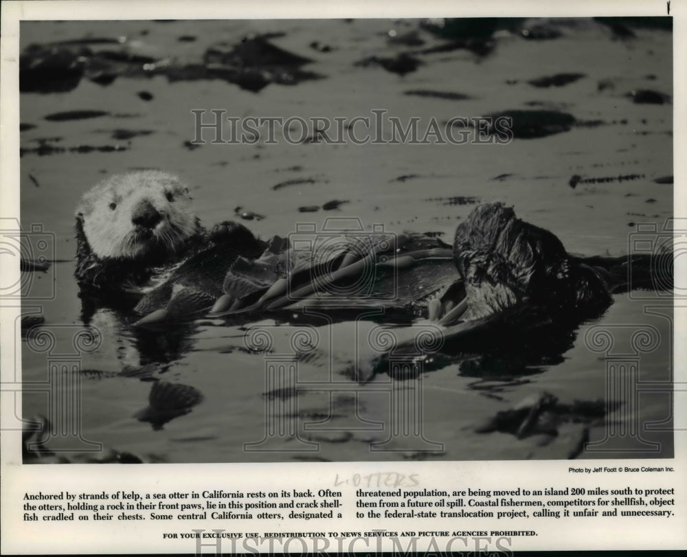 1989 Press Photo Anchored by strands of kelp, a sea of kelp, a sea otter - Historic Images