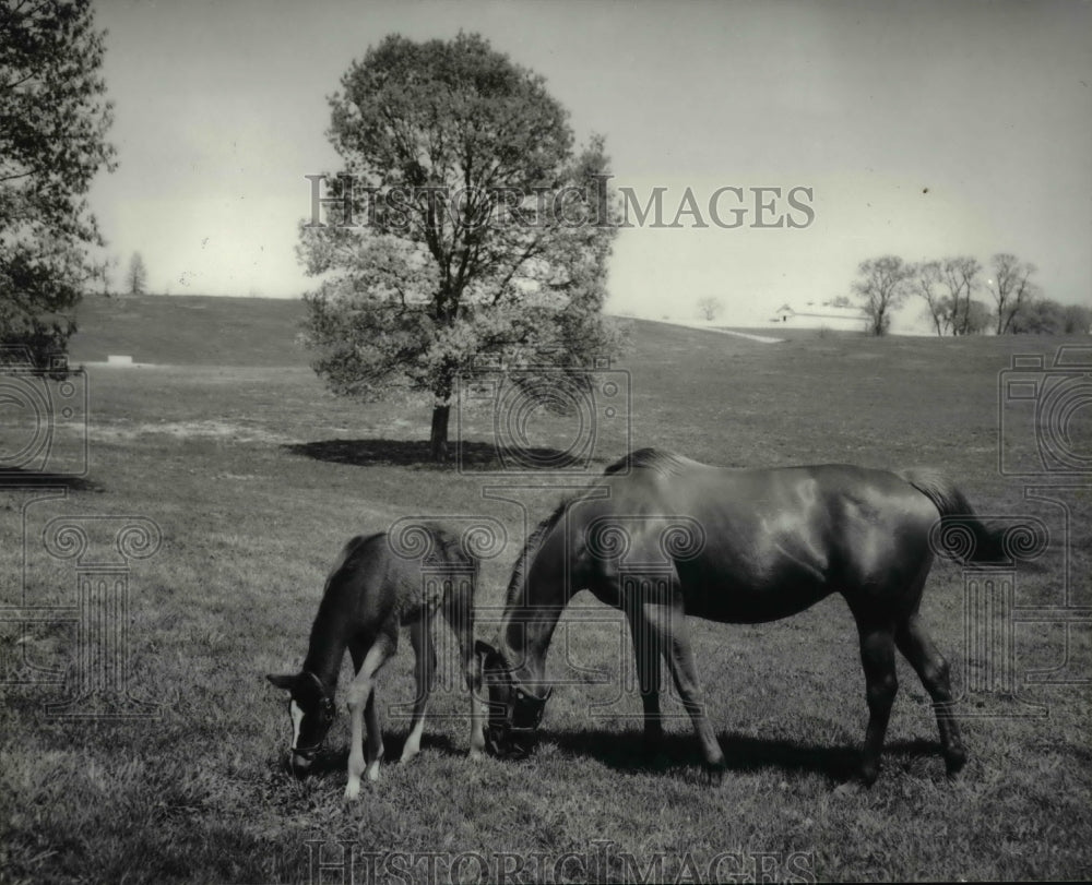 1985 Press Photo Spring &amp; early summer are good times to watch the foals &amp; mares - Historic Images