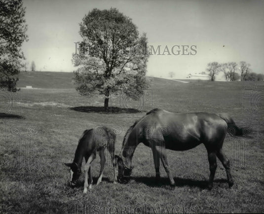 1985 Press Photo Spring & early summer are good times to watch the foals & mares - Historic Images