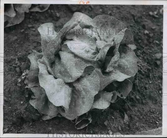 1970 Letttuce-Historic Images