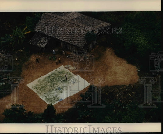 Press Photo A Real Cash Crop- The Chapare Bolivia - cvb57216 - Historic Images