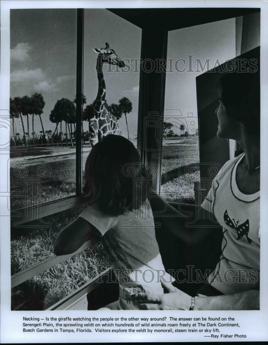 Press Photo Necking Is the giraffe watching the people or the other way around - Historic Images