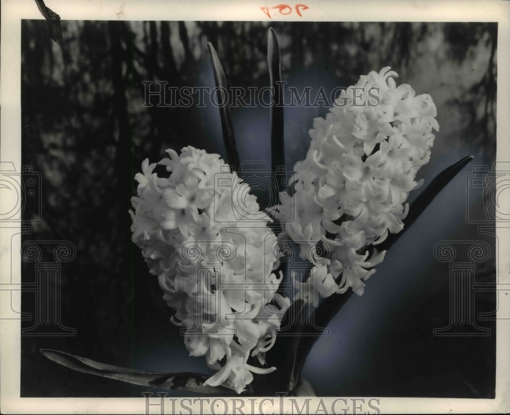 1960, Hyacinth blossoms - cvb57498 - Historic Images