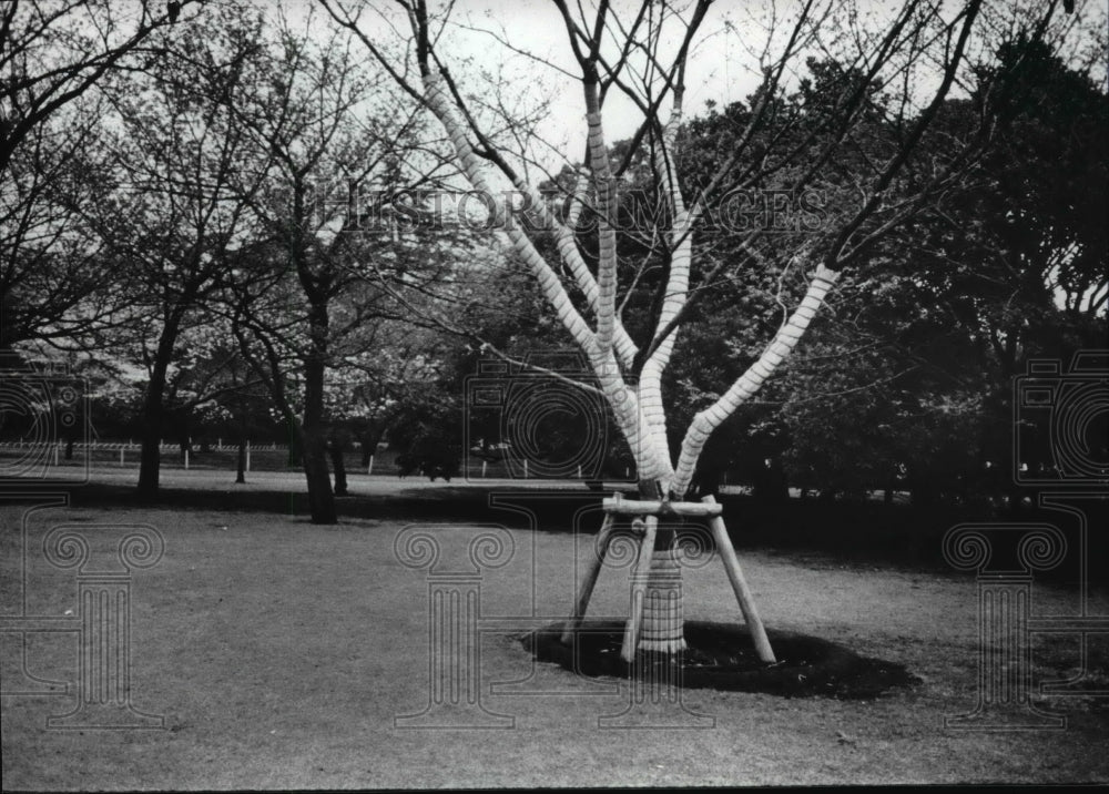1987 Press Photo Shinjuku Gyoen Garden-Tokyo Japan, newly transplanted tree - Historic Images