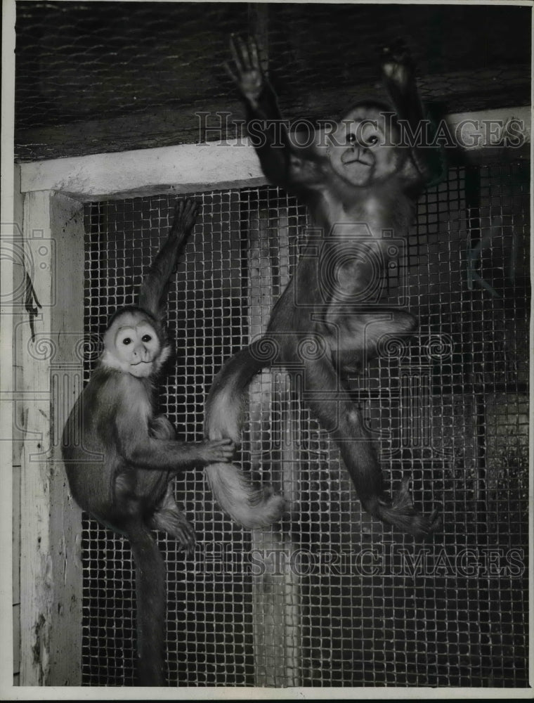 1949 Press Photo: Ringtail monkies - cvb59488 - Historic Images