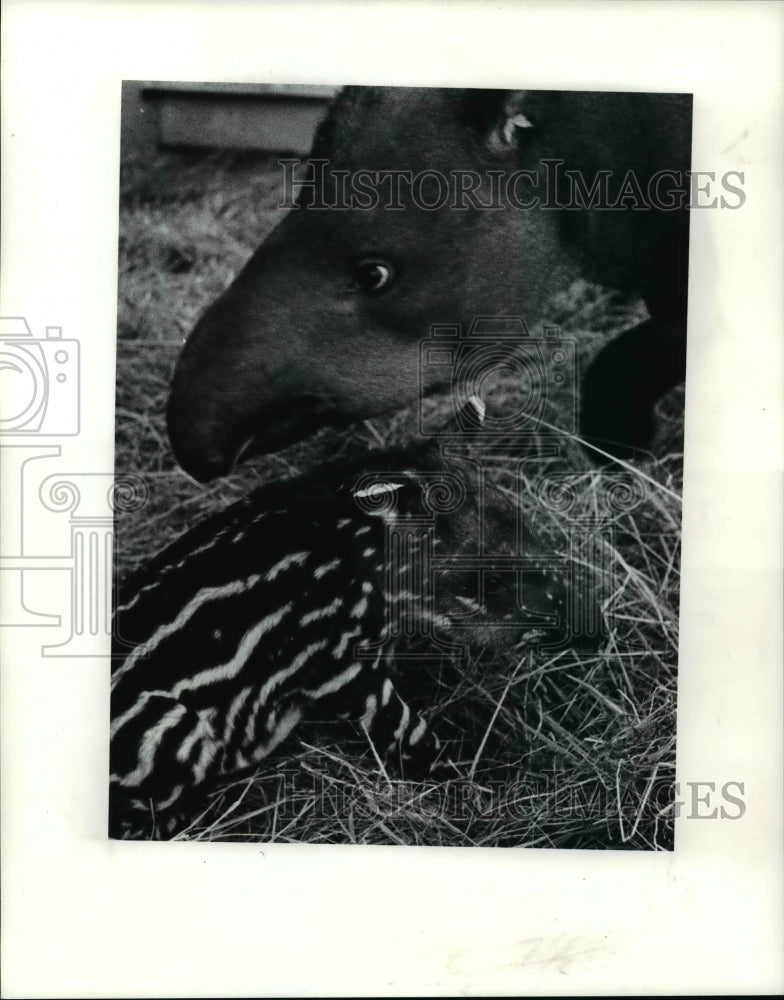 1991 Press Photo First Born Tepir at Metroparks Zoo - cvb59498 - Historic Images