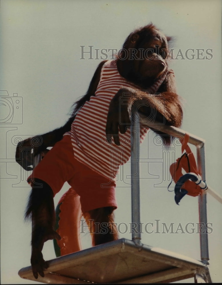 1986 Press Photo Monkey Dressed in Orange Outfit - cvb59499 - Historic Images