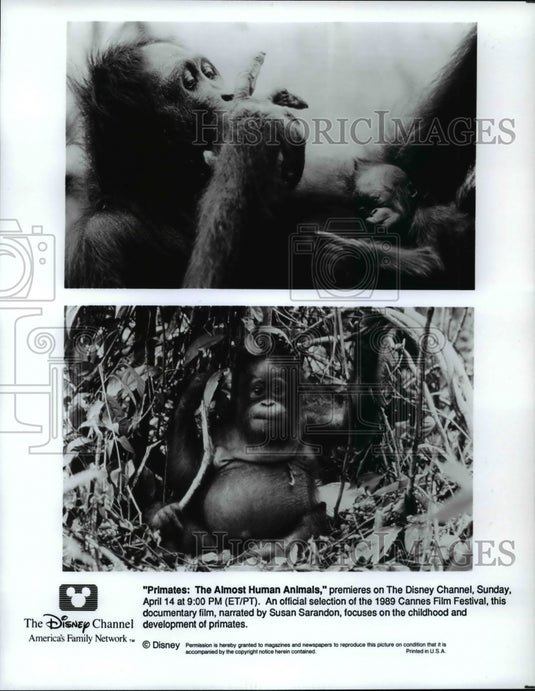 1993 Press Photo Scene From Primates: The Almost Human Animals - cvb59502 - Historic Images