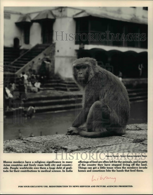 1987 Press Photo Rhesus monkeys walk freely in India and will invade homes. - Historic Images