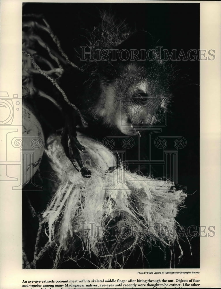 1989 Press Photo Aye-Aye extracts coconut meat after biting through nut. - Historic Images