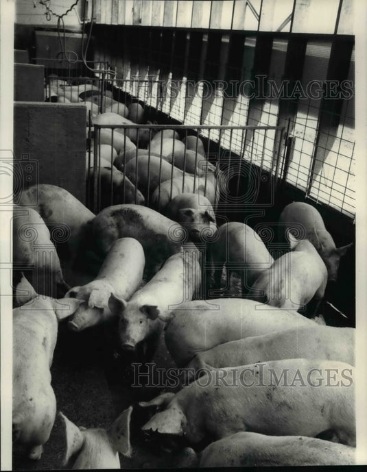 1986 Press Photo Pig, Farm Animals - cvb60537 - Historic Images