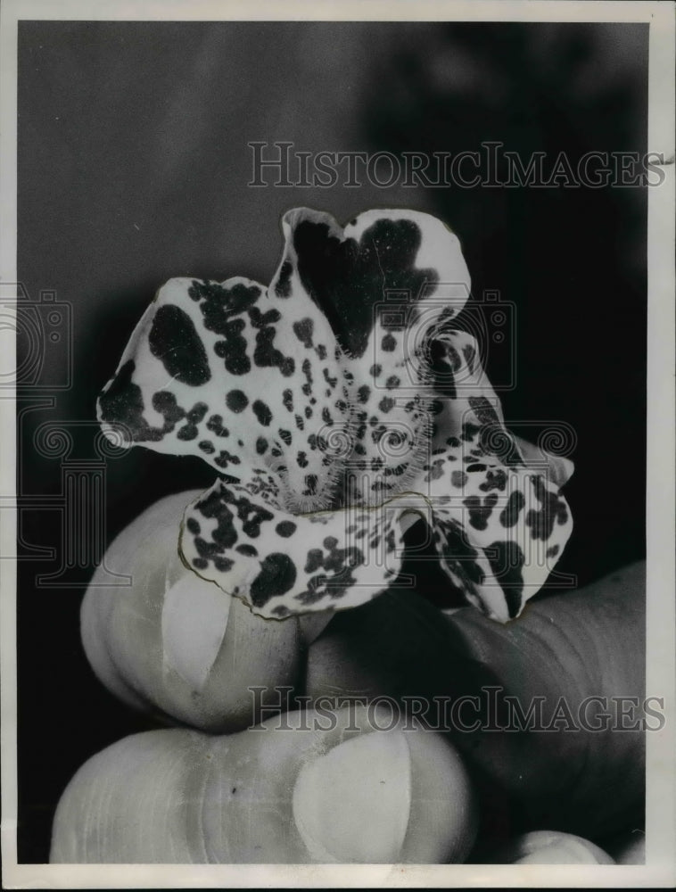 1962 Press Photo Mimulus-monkey flower - cvb60544 - Historic Images