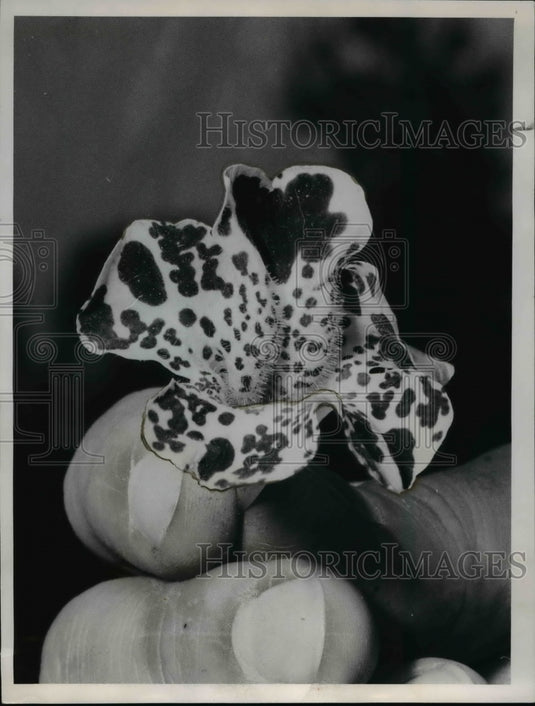 1962 Press Photo Mimulus-monkey flower - cvb60544 - Historic Images
