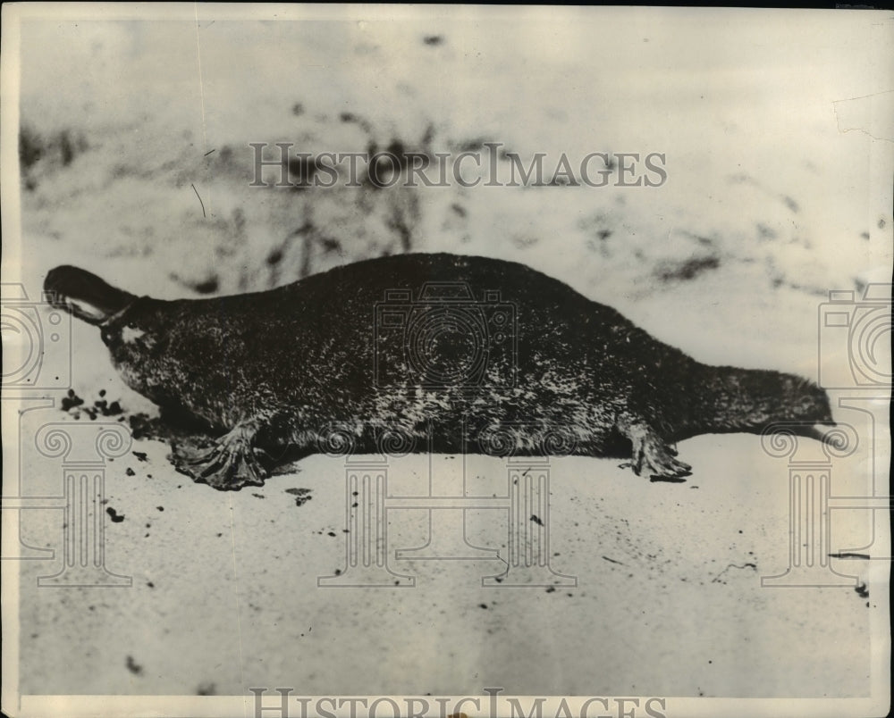 1930 Press Photo An Animal, FIsh or Bird-What Have you? A Platypus - cvb61476 - Historic Images