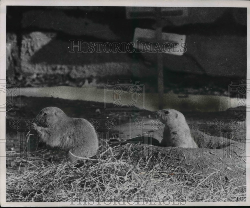 1970 Prairie Dogs at Cleveland Zoo-Historic Images