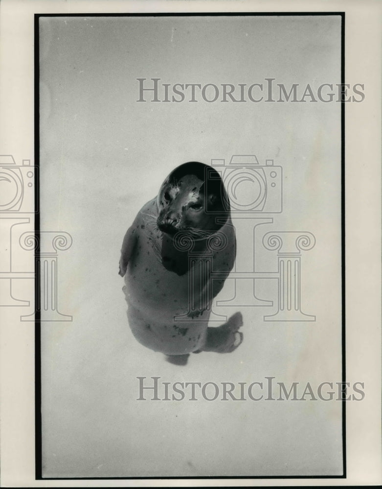 1991 Press Photo: Baby Harbor seal surfaces at an exhibit at the Cleveland Zoo. - Historic Images
