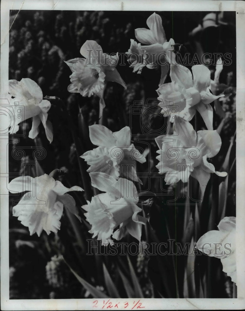 1964 Trumpet Daffodils-Historic Images