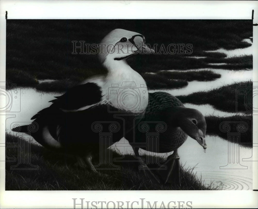 Press Photo Hunting and Conservation Stamps - cvb63262 - Historic Images